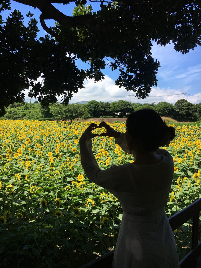 제주에서 해바라기 만날 수 있는 곳-🌻