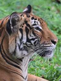 Did You Know?Your Birthday=FREE Entry To Zoo Negara!