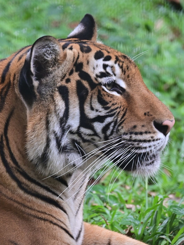 Did You Know?Your Birthday=FREE Entry To Zoo Negara!