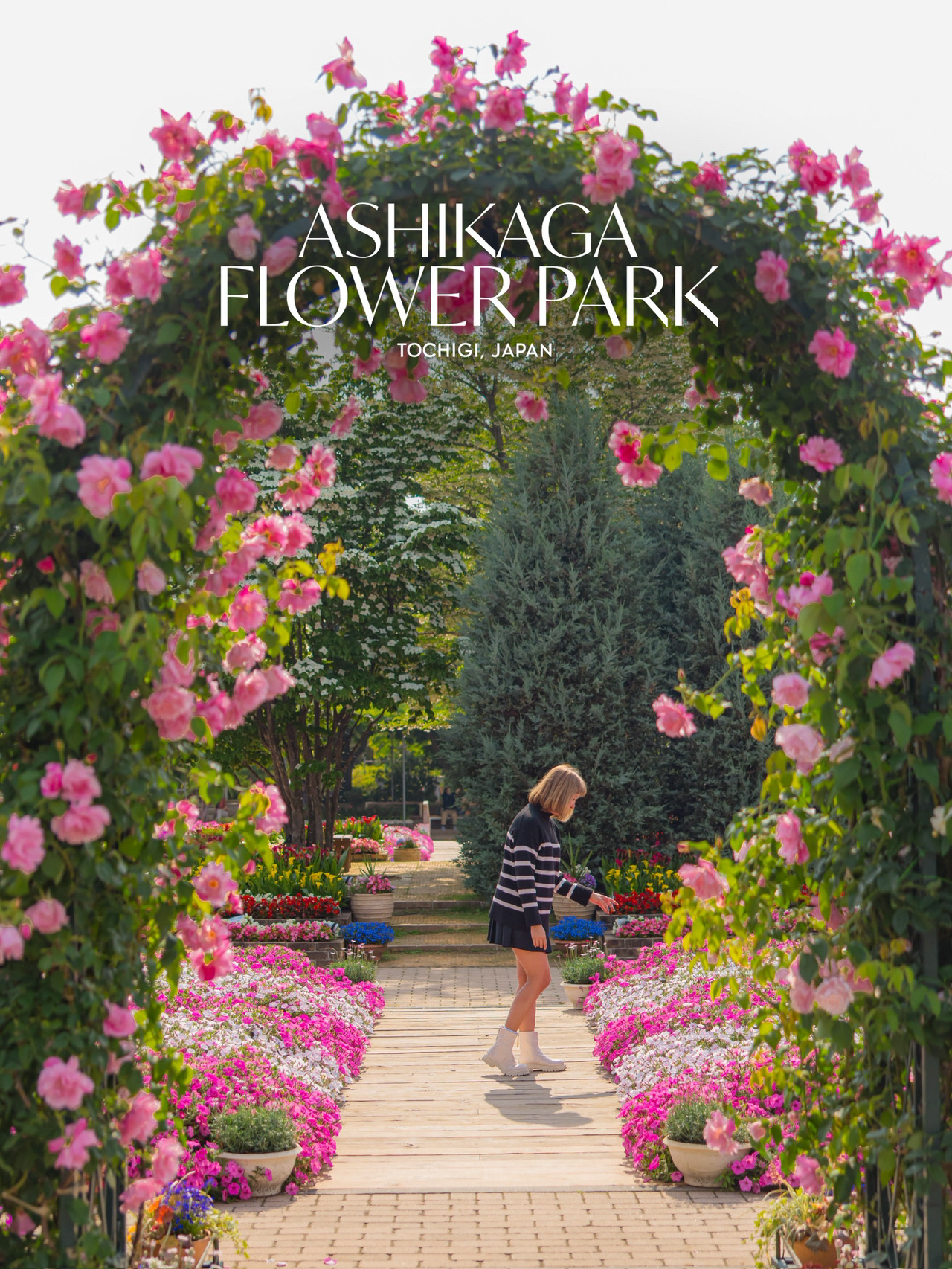 Taman Bunga Ashikaga, taman bunga dekat Tokyo🌹