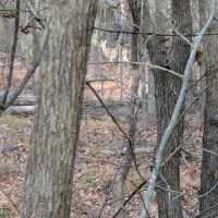 Turkey Mountain Urban Wilderness – Tulsa, OK