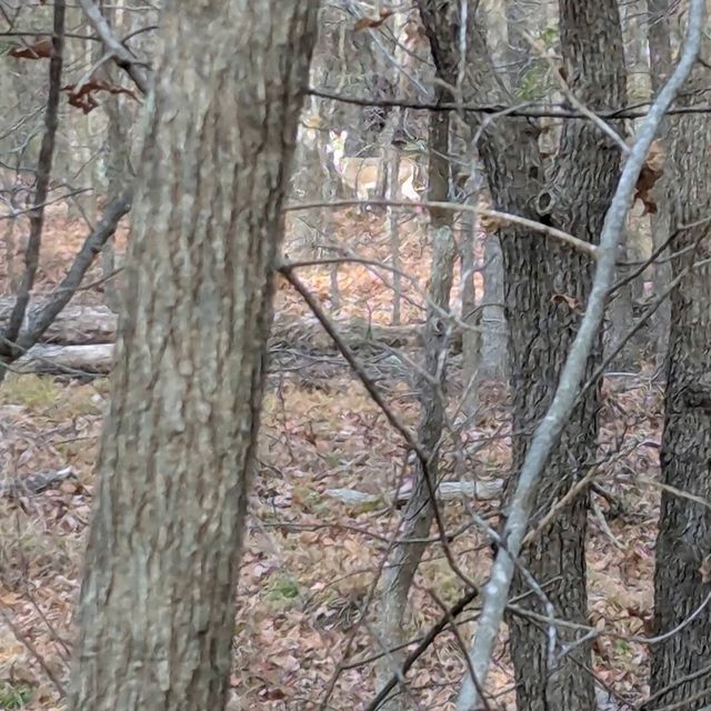 Turkey Mountain Urban Wilderness – Tulsa, OK
