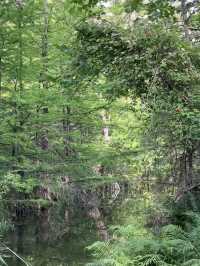 Hamilton Pool Preserve – Dripping Springs