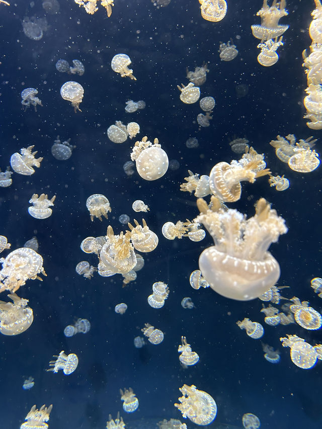 💙หลุดเข้าโลกใต้ทะเลกับ S.E.A. Aquarium Singapore 