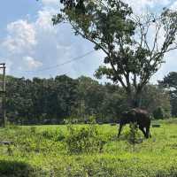 Way Kambas National Park, Lampung
