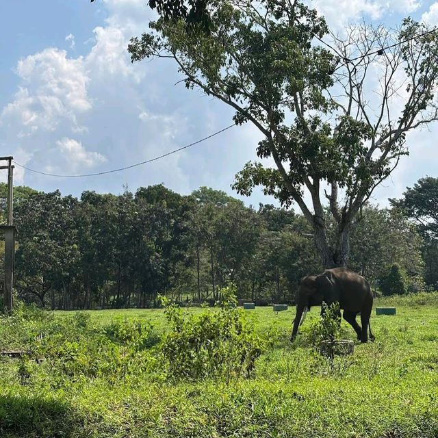 Way Kambas National Park, Lampung