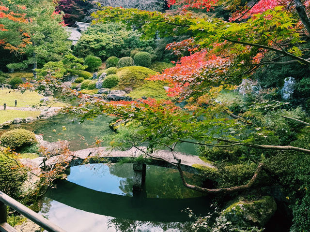 【京都旅行】紅葉見るならここ！！🍁