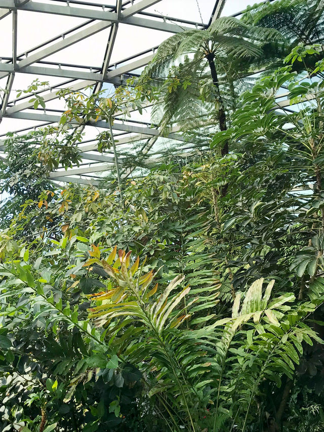 🌿都会のオアシスで、南国植物に癒される新宿御苑 温室 