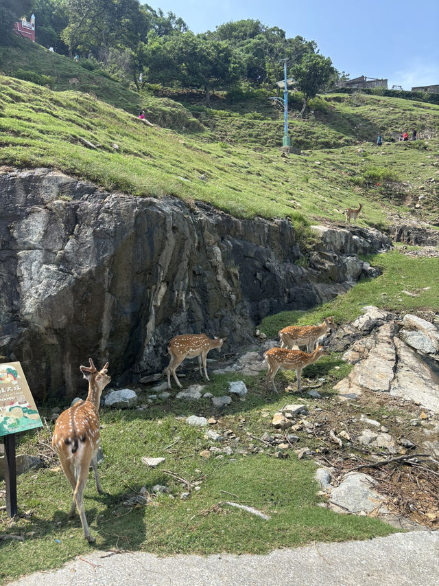 北竿大邱島遊記：與鹿共舞的孤島探險