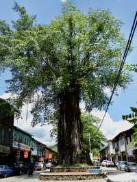 🌳 Beneath the Old Tree: The Heart of Sungai Lembing