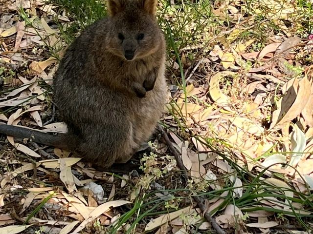 Rottnest Island