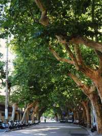 Morning Stroll on Yongjia Road — A Self-Hypnosis Beneath the Sycamores