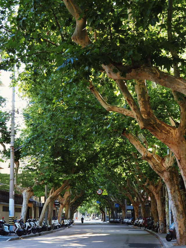 Morning Stroll on Yongjia Road — A Self-Hypnosis Beneath the Sycamores