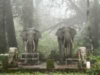 ดอยช้างมูบ เชียงราย 