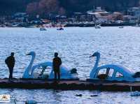 Swan Lake ที่ Lake Yamanakako
