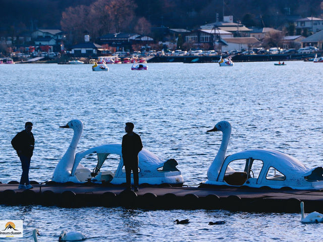 Swan Lake ที่ Lake Yamanakako