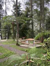 Discovering Serenity: A Journey Through Orchid Forest Cikole