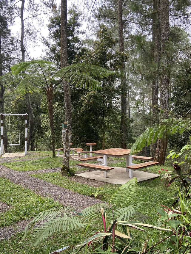 Discovering Serenity: A Journey Through Orchid Forest Cikole