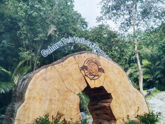 Gaharu Tea Valley – The Fragrant Forest Escape ✨🌿 Gaharu Tea Valley – The Fragrant Forest Escape ✨🌿