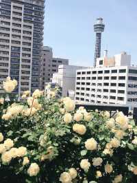 🌹横浜元町の薔薇から上瀬谷の花博へ：アメリカ山公園と未来のガーデン旅