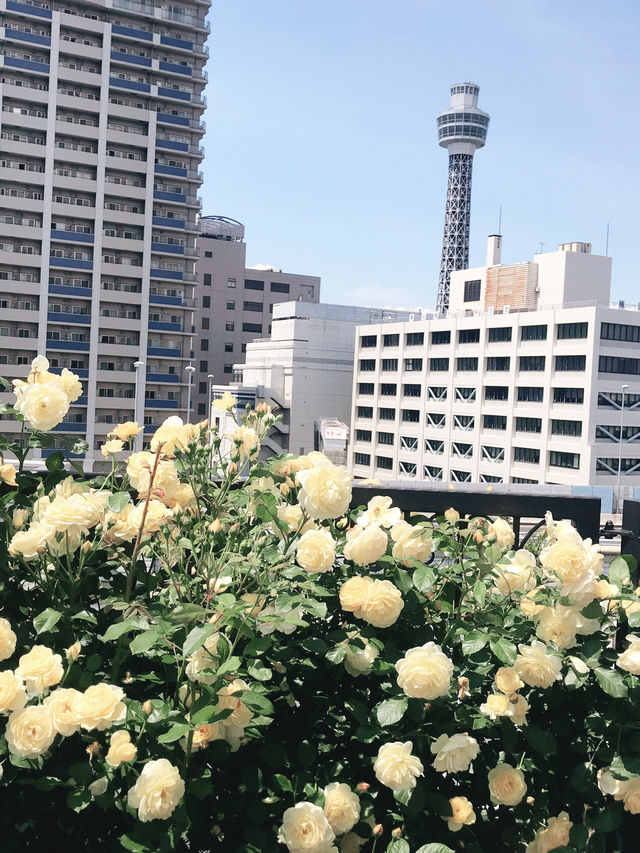 🌹横浜元町の薔薇から上瀬谷の花博へ：アメリカ山公園と未来のガーデン旅