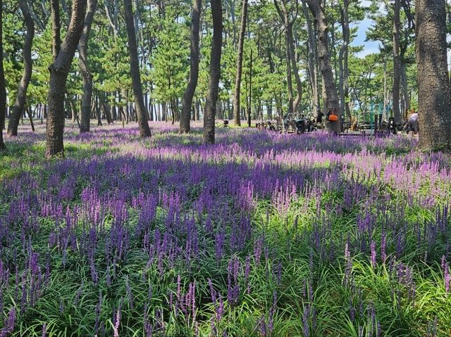 The day is nice for a stroll at Daewangam at Ulsan The day is nice for a stroll at Daewangam at Ulsan