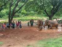 Kerchor elephant eco park
