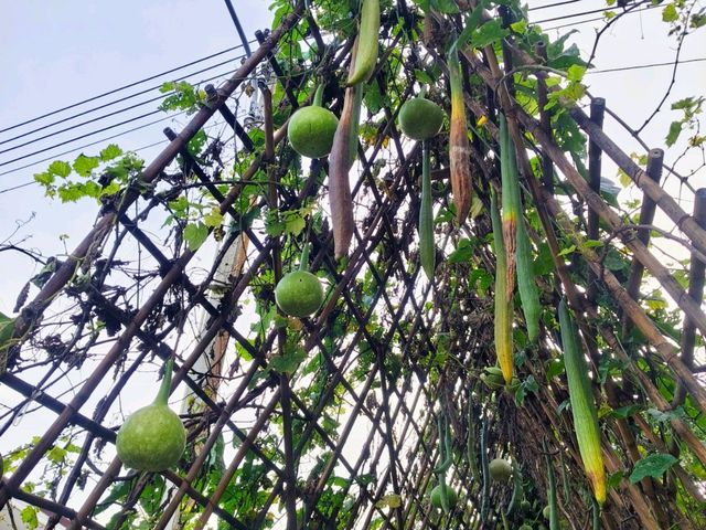 อุทยานแห่งชาติป่าหินงาม ชัยภูมิ อุทยานแห่งชาติป่าหินงาม ชัยภูมิ