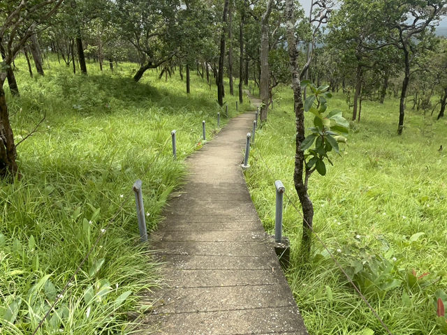 หมอกสวยๆ ที่ป่าหินงาม