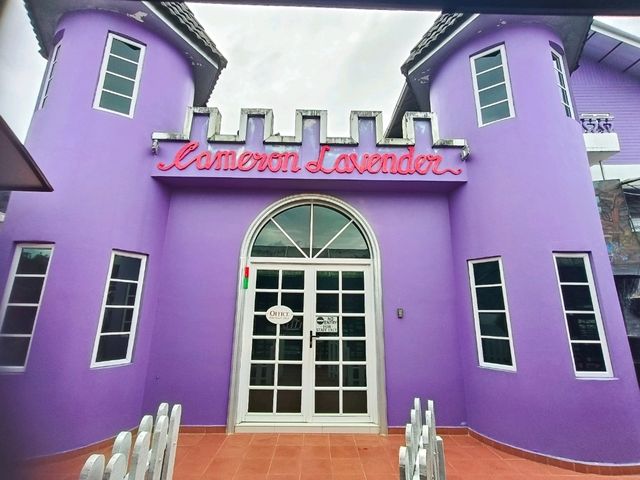 Explore insta wothy Lavender Dreams💜