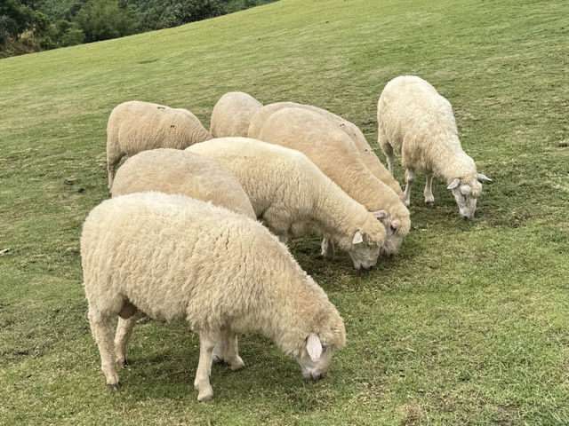 Akha FarmVille 🐑🎠⛰️