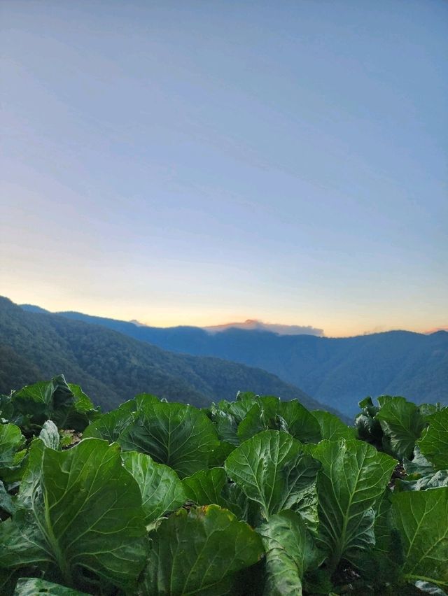 拉拉山國家森林遊樂區 一年四季都適合來訪的好去處。
