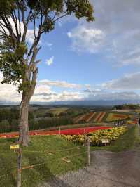 【北海道】美瑛で四季折々の花畑を満喫🌼🌿