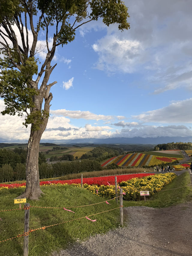【北海道】美瑛で四季折々の花畑を満喫🌼🌿