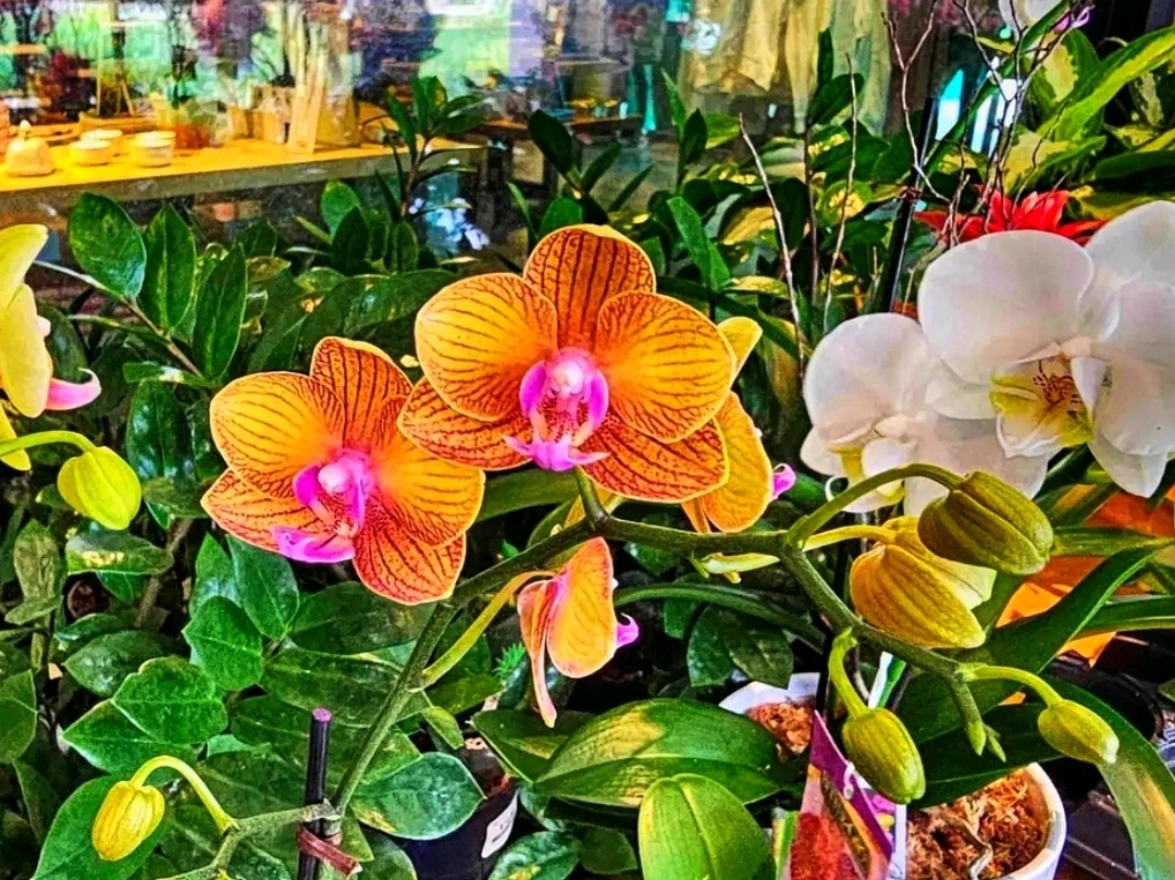 🌺 Marie Selby Botanical Gardens – A Tropical Oasis by the Bay