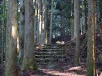 Forest Therapy on Mt. Kubote - Embrace Nature With All Five Senses