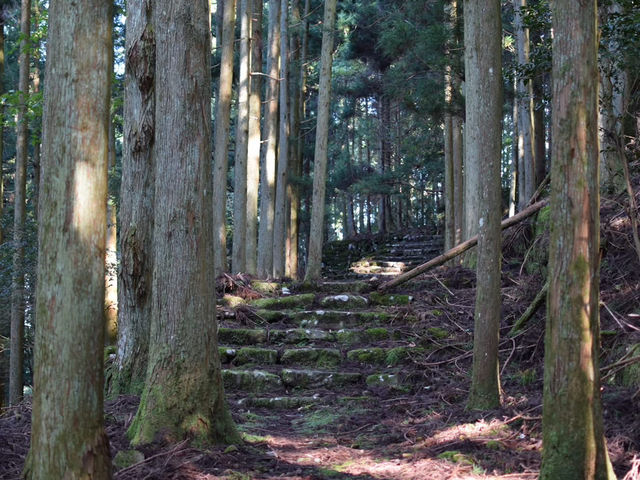 Forest Therapy on Mt. Kubote - Embrace Nature With All Five Senses