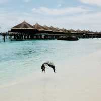 Maldives Oasis at Kuramathi
