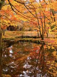 【旅行前に見て】観光攻略付‼️水鏡に映る優雅な紅葉を楽しむリゾート散策へ🍁✨ 🚶