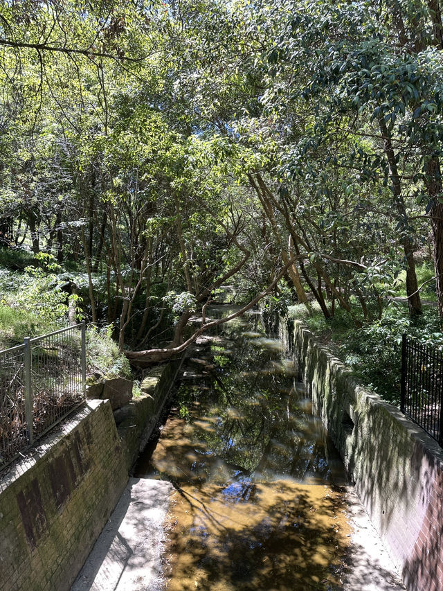 🌳 探訪「總理森林步道Prime Ministers’ Walk」：城市中的森林漫遊