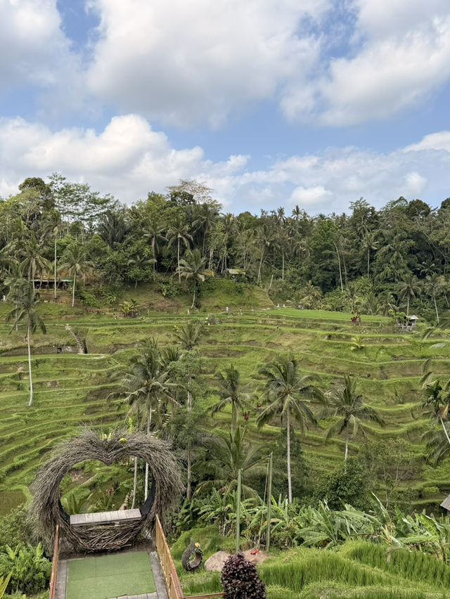 Lush Bali Escapes🌿