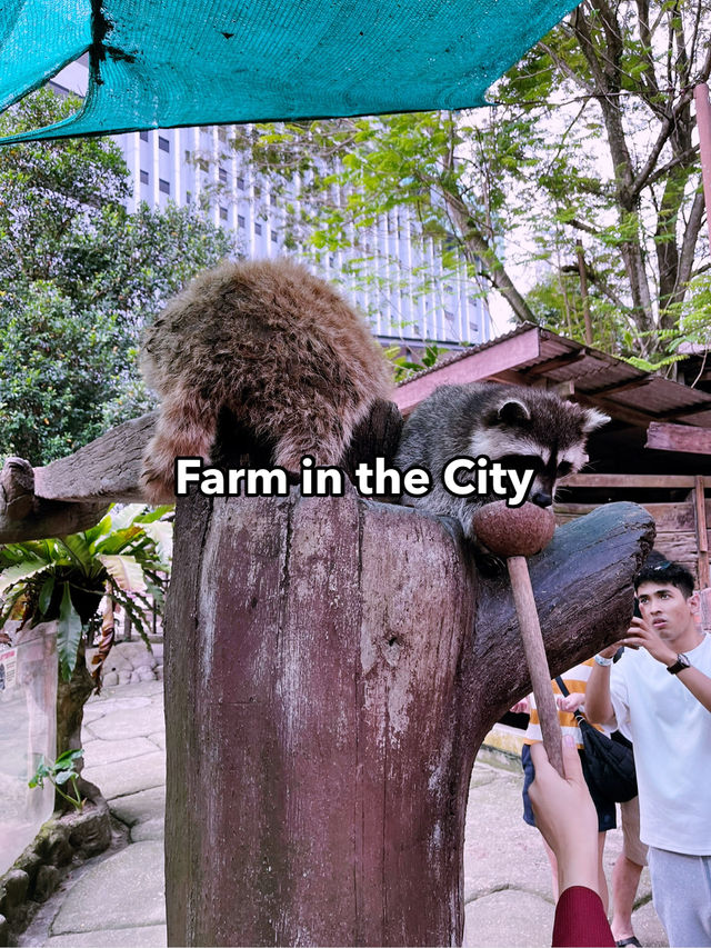 Farm In The City: Interactive Wildlife Experience for the Whole Family