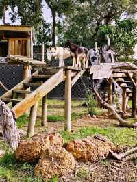 Wild Encounter at Caversham Wildlife Park