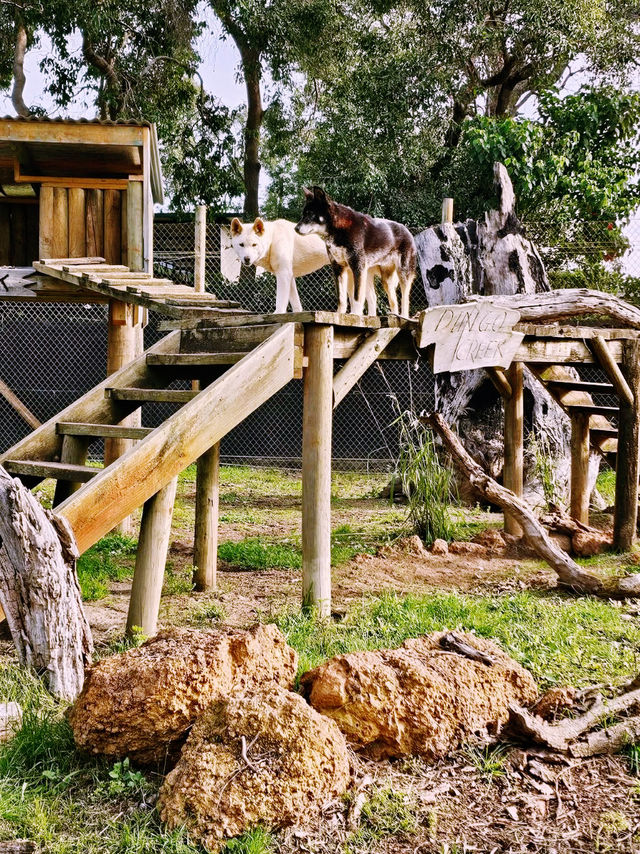 Wild Encounter at Caversham Wildlife Park