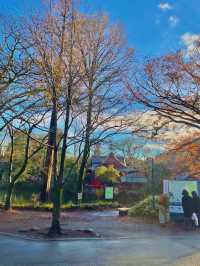 가을 산책엔 이노가시라 시공원 🍂🍁