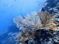 Tubbataha Reef - Tubbataha dream