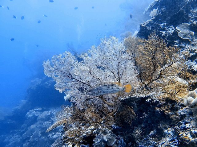 Tubbataha Reef - Tubbataha dream
