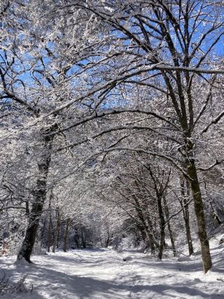 Georgia: An Affordable Winter Wonderland