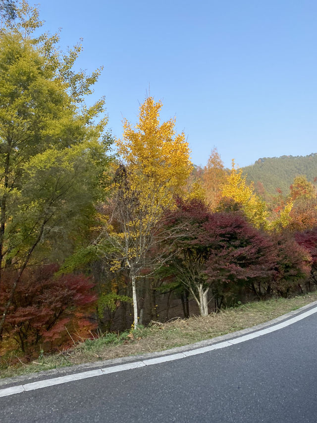 不用飛韓國及日本,在中國廣東也可看到超美的銀杏🤩🤩 不用飛韓國及日本,在中國廣東也可看到超美的銀杏🤩🤩