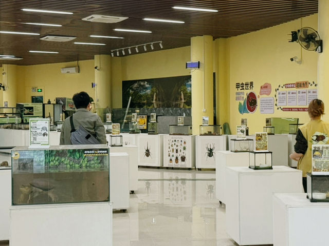 Where Wings Whisper Secrets: A Journey Through the Zhuhai Insect Museum Where Wings Whisper Secrets: A Journey Through the Zhuhai Insect Museum